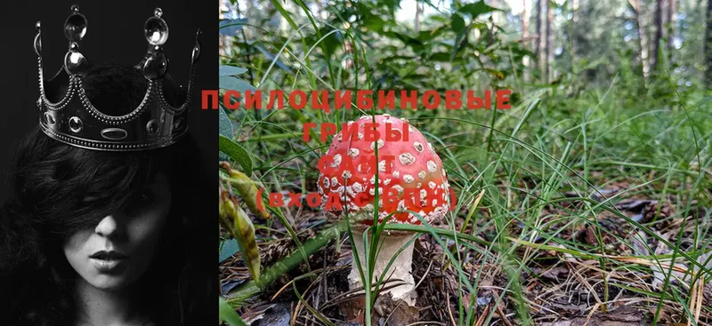 хочу наркоту  Оленегорск  Псилоцибиновые грибы Psilocybine cubensis 